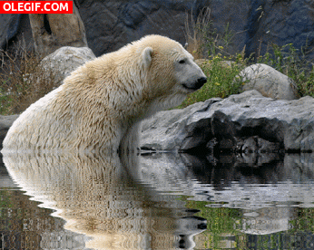 GIF: Oso polar relajado en el agua