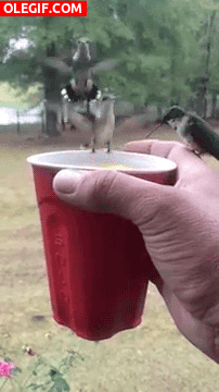 GIF: Dando de beber a unos colibrís