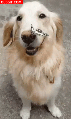 GIF: Mariposa en el hocico del perro