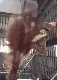 GIF: Mira a este chimpancé preparándose la hamaca