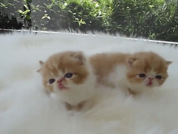 GIF: Dos lindos gatitos
