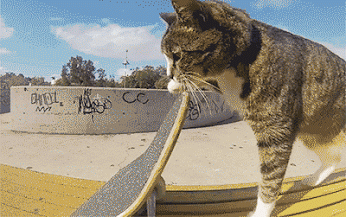GIF: El gato skater