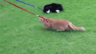 GIF: Estos gatos no quieren pasear