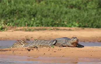 GIF: Leopardo a la caza del cocodrilo