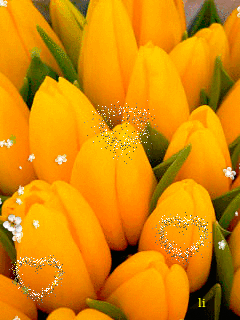 GIF: Los tulipanes del amor