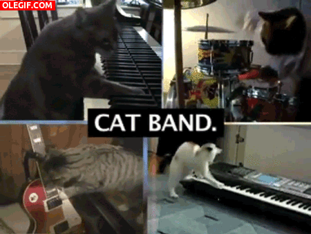 GIF: La banda de los gatos