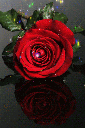 GIF: Destellos sobre una rosa roja