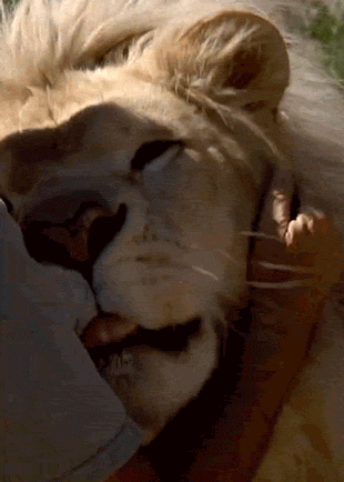 GIF: Acariciando y besando al león