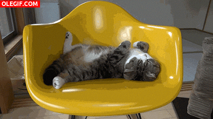 GIF: Pues se duerme bien en esta silla