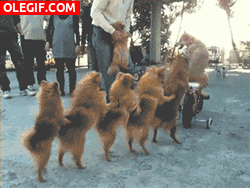 GIF: Perros bailando la conga