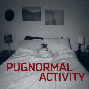 GIF: Pugnormal Actyviti