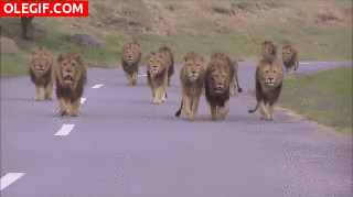 GIF: La invasión de los leones