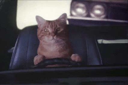 GIF: Un gato al volante