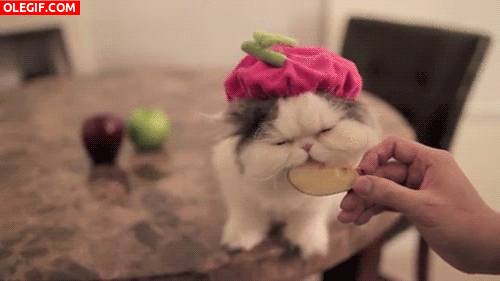 GIF: A esta gata le gusta la manzana