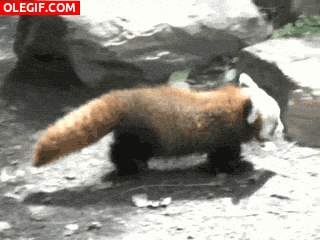 GIF: Mira a este pequeño panda rojo