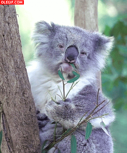 GIF: Este koala no tiene mucha hambre