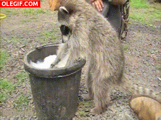 GIF: Un mapache fregando