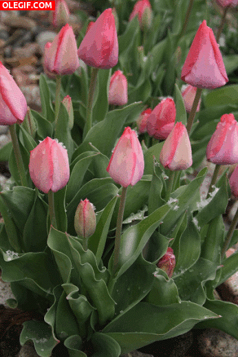 GIF: Nieve cayendo sobre los tulipanes