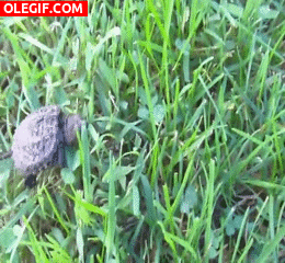 GIF: Pequeña tortuga caminando por la hierba