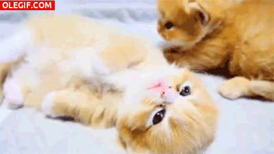 GIF: Hermosos gatitos
