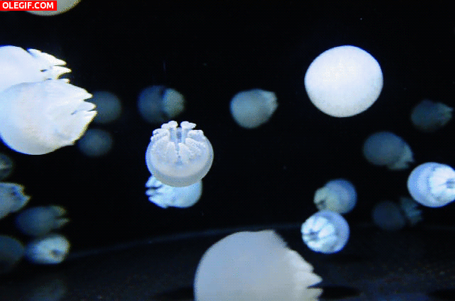 GIF: Pequeñas medusas en movimiento