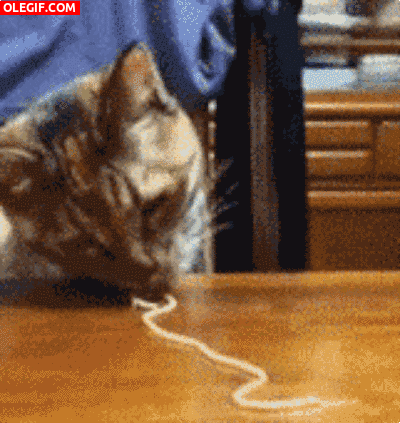 GIF: A este gato le gustan los espaguetis
