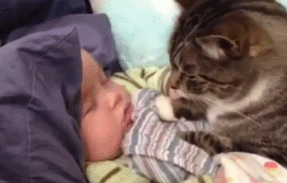 GIF: Mira a este gato dando besitos al bebé