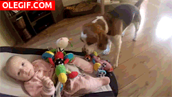 GIF: Este perro le quita los juguetes al bebé