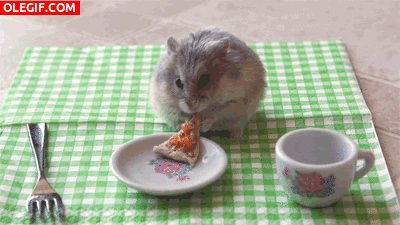 GIF: Un hámster comiendo pizza