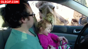 GIF: Este camello me hace cosquillas