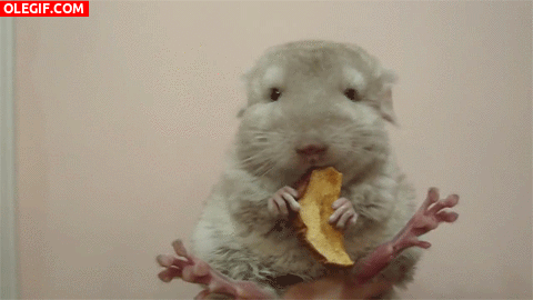 GIF: Mira a este hámster comiendo manzana