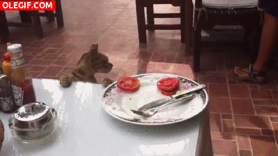GIF: A este gato le gusta el tomate