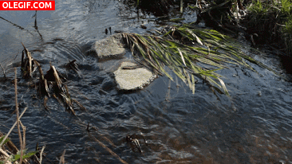 GIF: Agua fluyendo en un arroyo