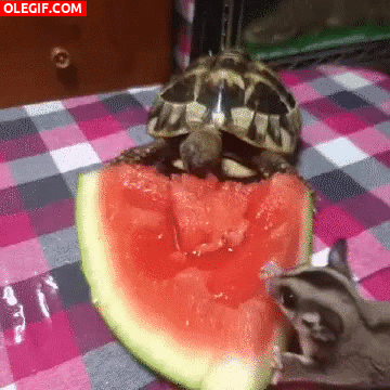 GIF: Un petauro del azúcar y una tortuga comiendo sandía
