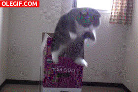 GIF: La caja mágica de los gatos
