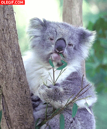 GIF: Koala comiendo con mucha calma