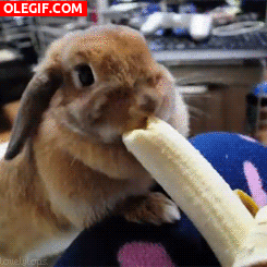 GIF: A este conejo le gusta el plátano