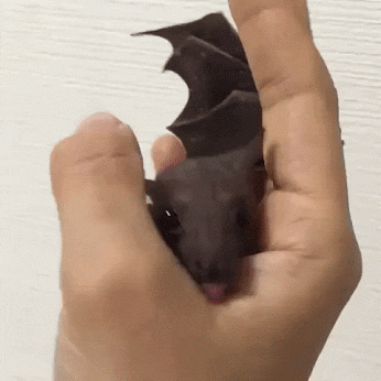 GIF: A este murciélago le gusta chupar