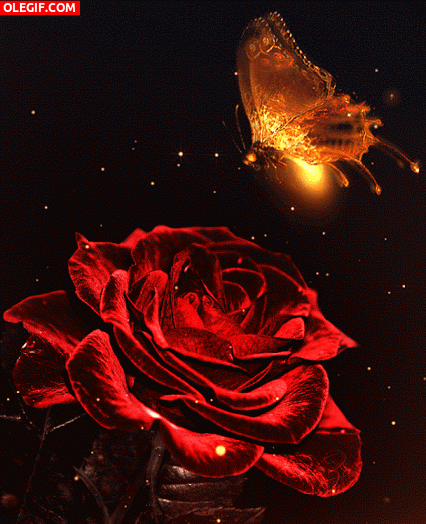 GIF: Mariposa volando sobre una rosa roja