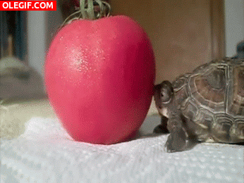 GIF: Esta tortuga quiere morder el tomate