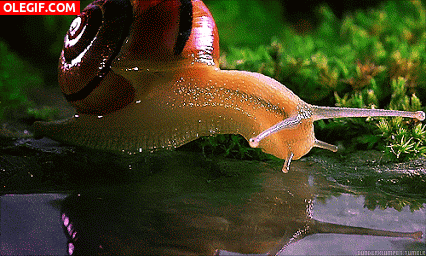 GIF: Mira a este caracol bebiendo agua
