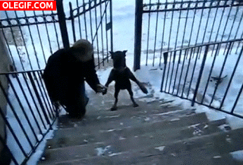 GIF: Mira a este perro cómo sube las escaleras
