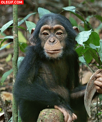 GIF: Mira cómo mastica el chimpancé