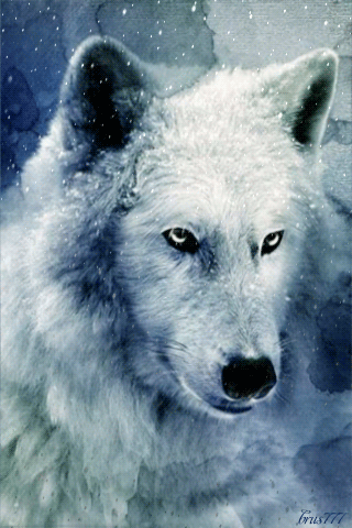 GIF: Lobo bajo la nieve