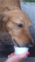 GIF: Este perro tiene hambre