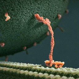 GIF: Una molécula de miosina lleva endorfina sobre un filamento neuronal