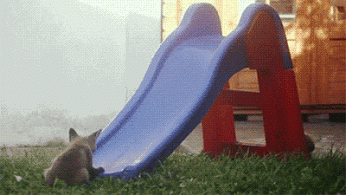 GIF: Estos zorros se divierten en el tobogán