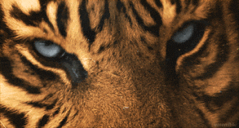 GIF: Los hermosos ojos del tigre