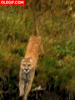 GIF: Puma corriendo