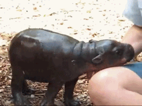 GIF: Mira a este pequeño hipopótamo